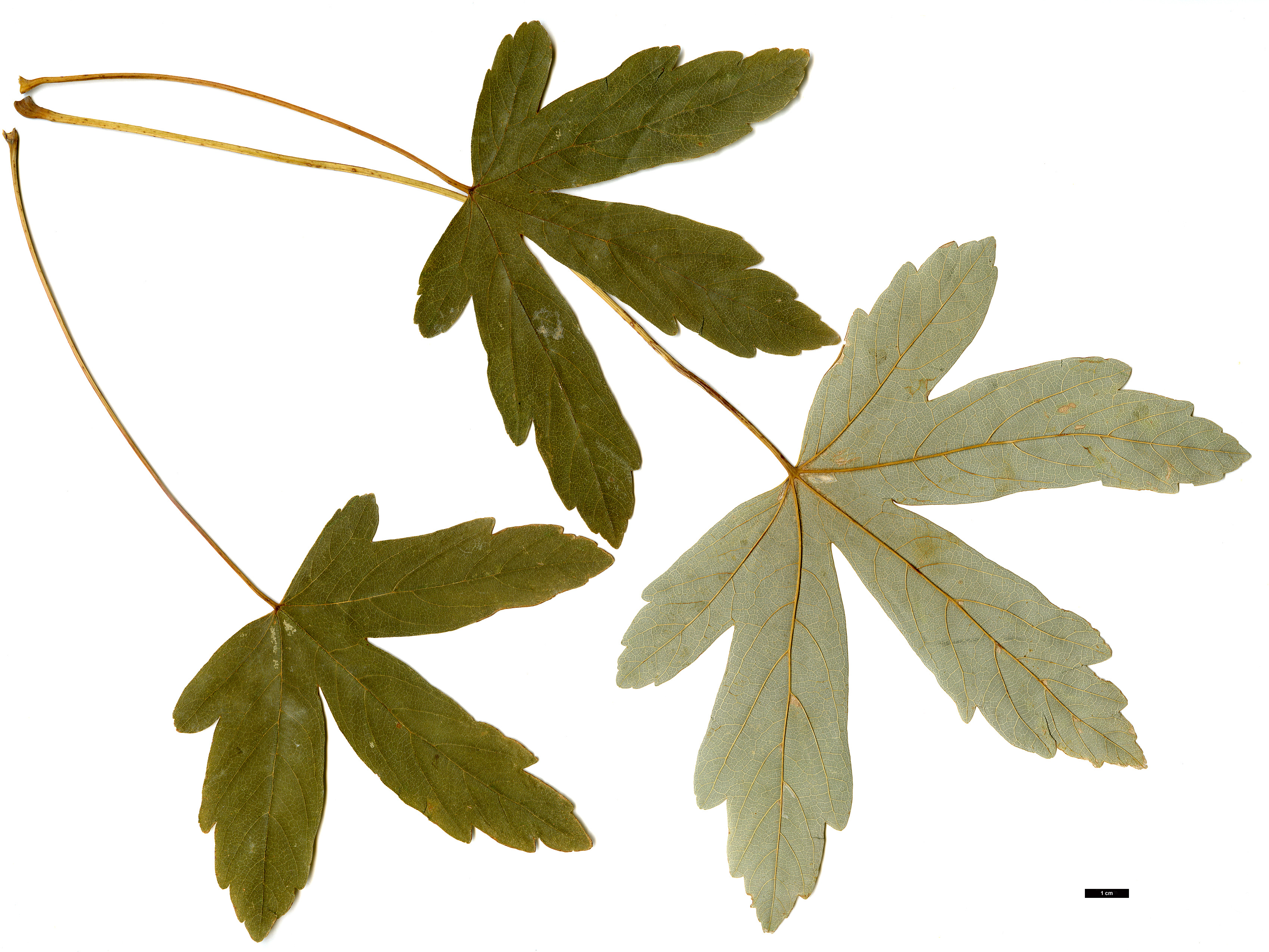 High resolution image: Family: Sapindaceae - Genus: Acer - Taxon: heldreichii - SpeciesSub: subsp. heldreichii